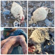 حمله گرگ به گوسفندان و چوپان در روستاهای گورک و خالق آباد راور