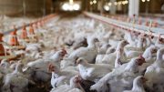 هشدار شبکه دامپزشکی شهرستان راور در خصوص بیماری آنفلوانزای فوق حاد پرندگان