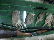 دو شکارچی غیرمجاز پرندگان وحشی در راور دستگیر شدند