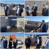 بازدید سرزده مسئولین قضایی راور از واحدهای تولید دام سبک و سنگین در شهرستان راور