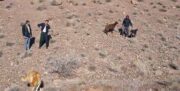 امدادرسانی پلیس راور به چوپان گرفتار گرگ‌ها