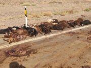 تلف شدن ۳۰ راس دام بر اثر برخورد اتوبوس با گله گوسفندان در جاده راور_کرمان