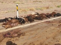 تلف شدن ۳۰ راس دام بر اثر برخورد اتوبوس با گله گوسفندان در جاده راور_کرمان