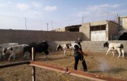 سمپاشی ۶۲ هزار متر مربع جایگاه نگهداری دام در شهرستان راور/دامداران راوری جهت سمپاشی رایگان به دامپزشکی مراجعه کنند