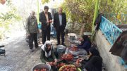 سالانه حدود ۲۷۰۰ تُن انار در شهرستان راور برداشت می شود