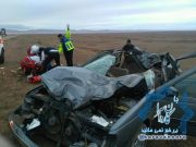 شترهای رها شده در مجاورت جاده های راور باید جان بگیرند تا فکری بحالشان شود!؟ +تصاویر