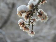 ادامه بارش های پراکنده باران و برف در استان کرمان