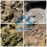 تلف شدن ٢۵۰ راس گوسفند بر اثر سیلاب در روستای گوهجر راور+تصاویر