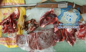 کشف اجزای دو راس قوچ وحشی شکار شده از دو متخلف در راور