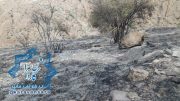 خاکستر شدن ۱۰ هزار مترمربع از پوشش گیاهی ارتفاعات “کوه گاو” بر اثر آتش سوزی عمدی+تصاویر