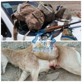 کشف و ضبط لاشه یک راس بز وحشی از شکارچیان متخلف در پناهگاه حیات وحش دربند راور