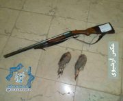 دستگیری شکارچی متخلف با یک قبضه سلاح غیرمجاز و دو قطعه کبک در راور