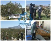 پیش بینی برداشت حدود ۷ هزار تن پسته خشک در شهرستان راور