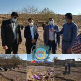 آغاز برداشت زعفران از سطح ۲۸ هکتار از اراضی شهرستان راور