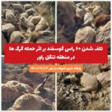 تلف شدن ۶۰ راس گوسفند بر اثر حمله‌ گرگ‌ها در منطقه تنگل راور