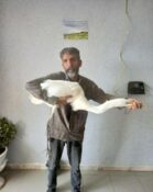 اقدام زیبای شهروند راوری و تحویل یک پرنده‌ی مهاجر به اداره محیط زیست