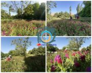 تصاویری از برداشت گل گاوزبان در روستای فیض آباد