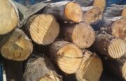 کشف محموله چوب قاچاق در بخش کوهساران راور