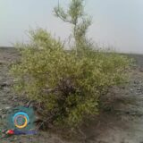 “اسکنبیل” از گیاهان مرتعی شهرستان راور