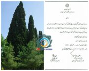 «درختان سرو کهنسال روستای طرز» در فهرست میراث طبیعی ملی کشور به ثبت رسیدند
