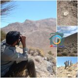 دستگیری یک تیم بهره بردار غیرمجاز آنغوزه در مراتع شهرستان راور