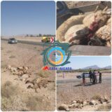 تلف شدن ۲۵ راس دام در اثر برخورد پژو به گله گوسفندان در کمربندی راور
