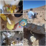 مراحل پایانی استحصال شیرابه آنغوزه در مراتع راور