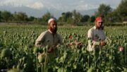 افزایش قیمت «تریاک» با فرمان ممنوعیت کشت توسط طالبان