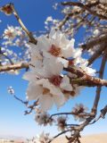 شکوفه‌ دادن درختان بادام در دل زمستان در روستای فیض آباد راور!