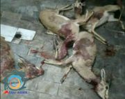 شکارچیان ۴ راس جبیر در منطقه حفاظت شده راور دستگیر شدند