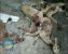 شکارچیان ۴ راس جبیر در منطقه حفاظت شده راور دستگیر شدند