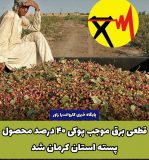 قطعی برق موجب پوکی ۴۰ درصد محصول پسته استان کرمان شد!