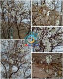 شکوفه دادن درخت آلوچه در دل پاییز در روستای خورند!
