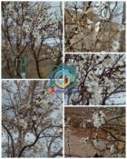 شکوفه دادن درخت آلوچه در دل پاییز در روستای خورند!
