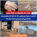 حتما باید در راور کسی قربانی سگ ها شود تا مسئولین برای ساماندهی آنها عزم جدی داشته باشند!؟