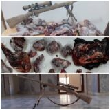 دستگیری یک شکارچی متخلف در بخش کوهساران‌‌ راور/کشف اجزا بدن قوچ و میش وحشی و یک اسلحه شکاری