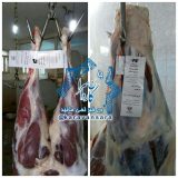 طرح لیبل گذاری لاشه های گوشت در کشتارگاه دام راور آغاز شد+تصاویر