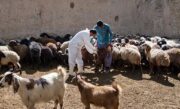 واکسیناسیون آنتروتوکسمی برای ۴۵ هزار راس دام سبک در شهرستان راور آغاز شده است